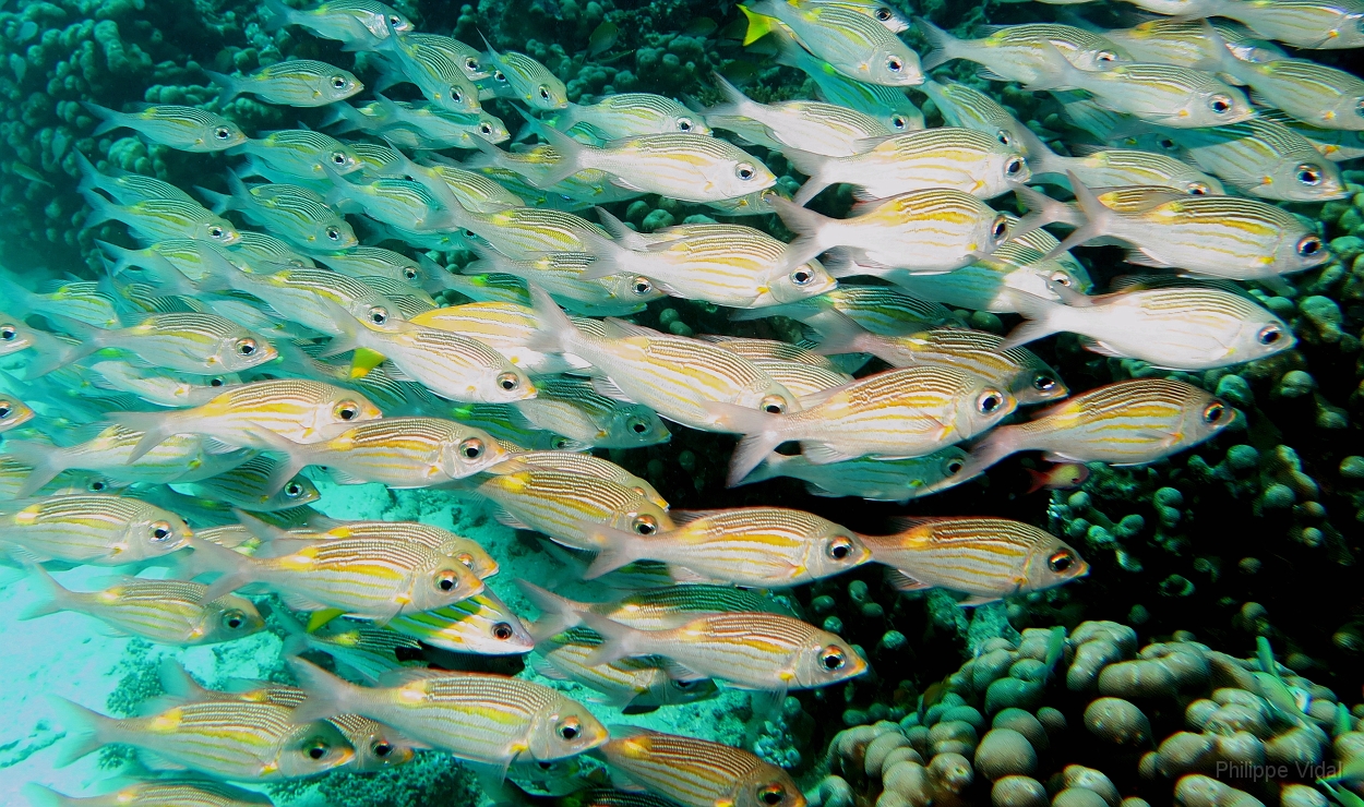 Velidhu - 2013_03_11 - IMG_0477r_Empereurs stries - Gnathodentex aureolineatus_Kuda giri_Plongee.jpg